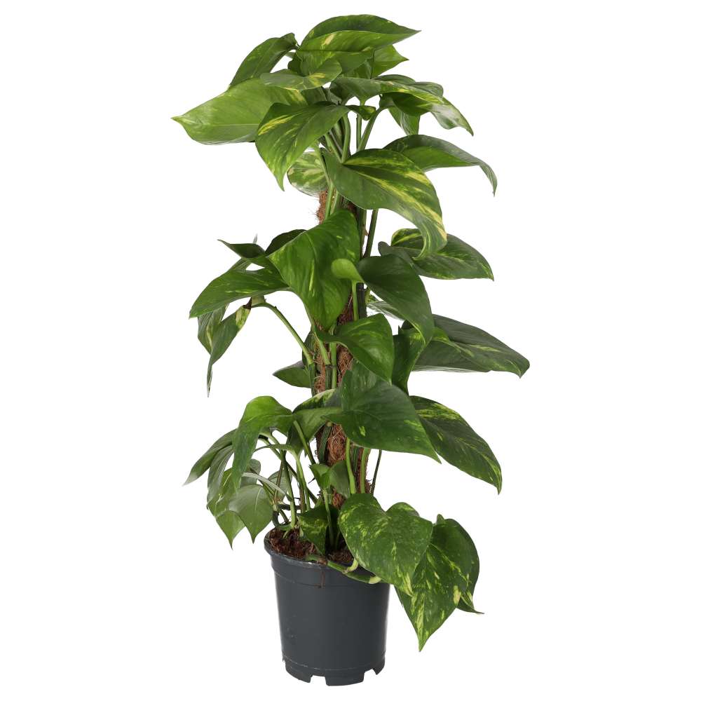 Dragon-tail Plant (Epipremnum aureum)