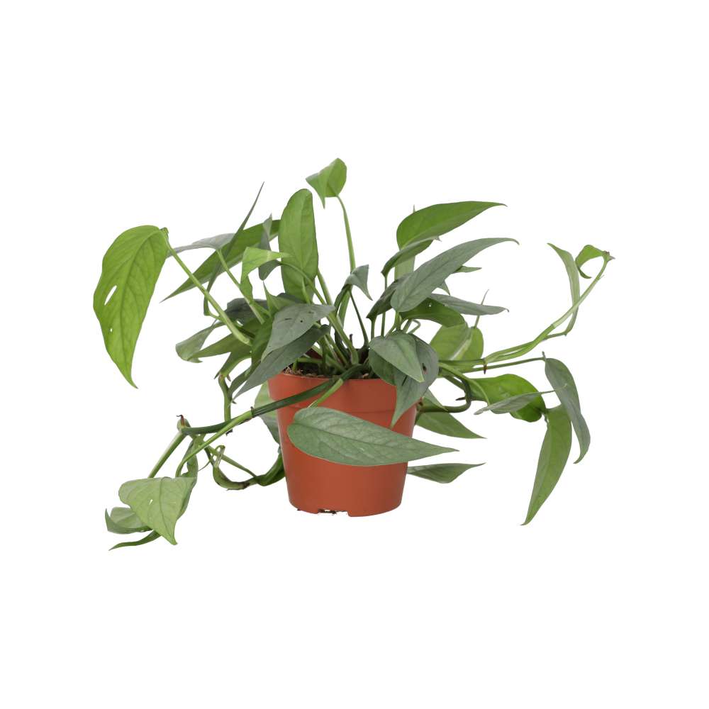 Devil's Ivy 'Cebu Blue' (Epipremnum pinnatum)
