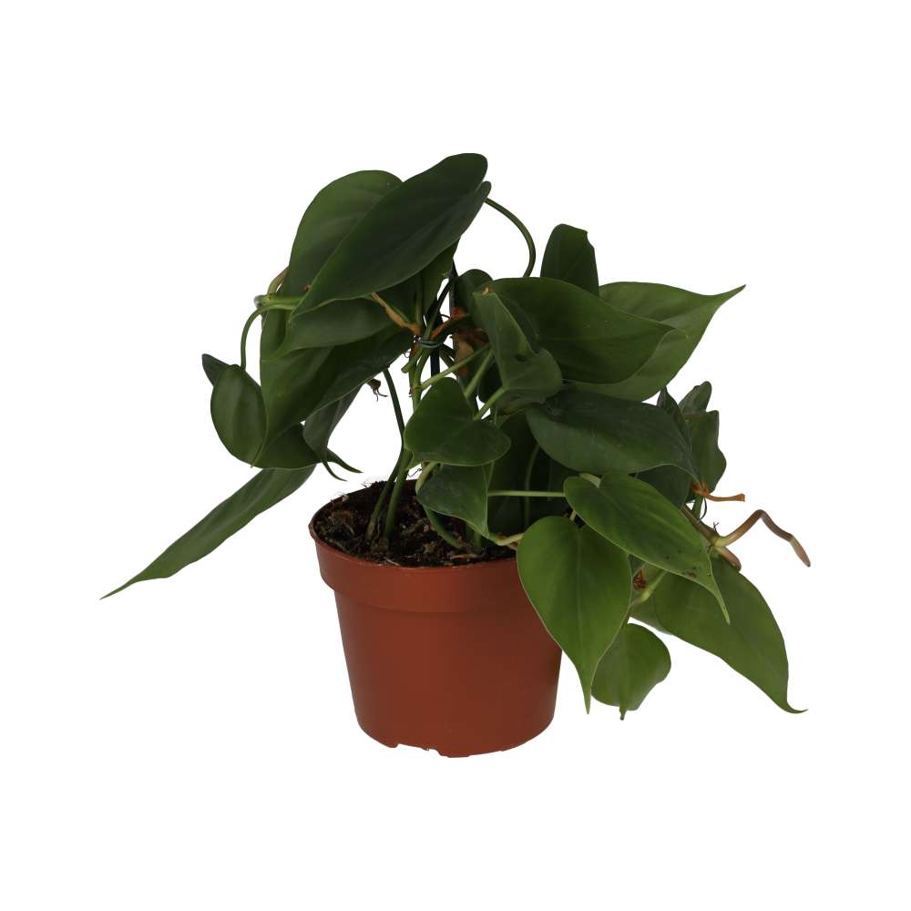 Heartleaf Philodendron (Philodendron scandens)