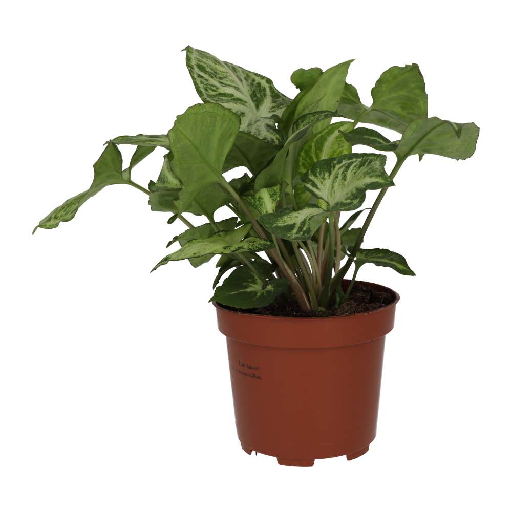 Arrowhead Vine 'Arrow' (Syngonium 'Arrow')