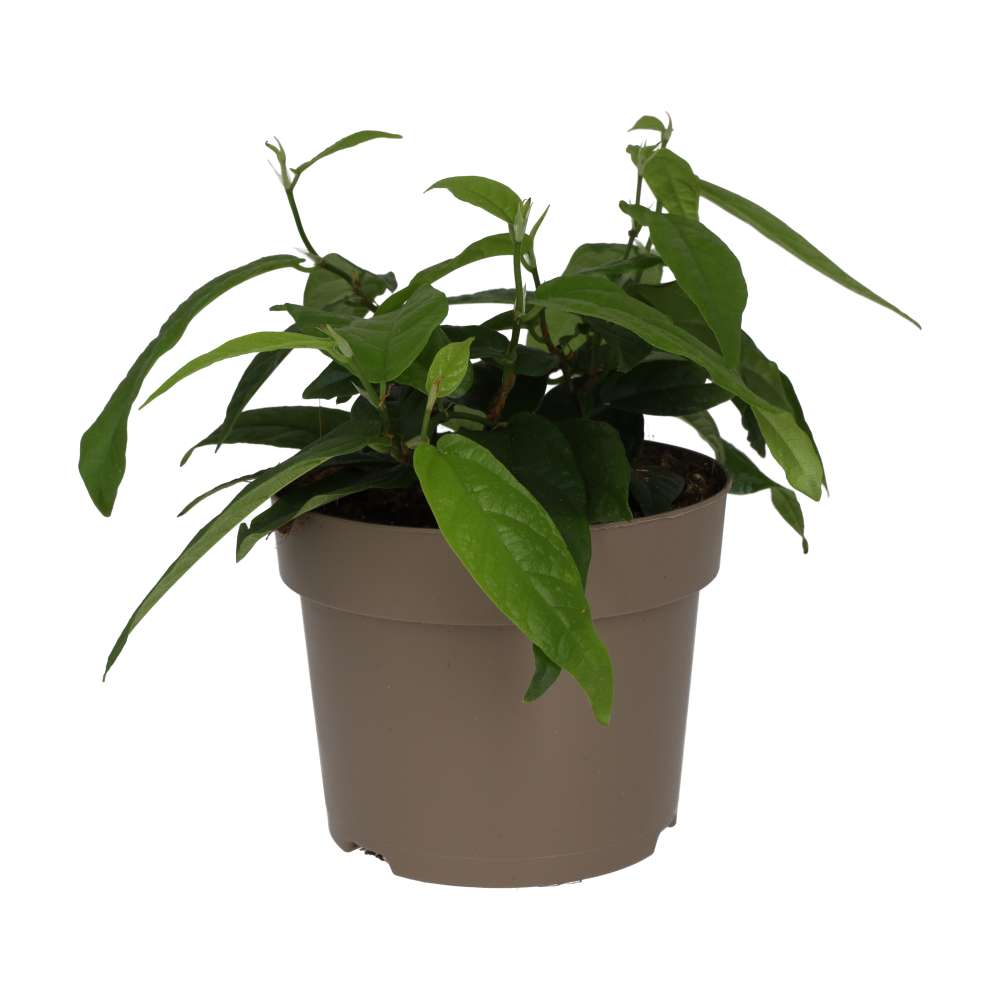 Large Leaf Creeping Fig (Ficus radicans)