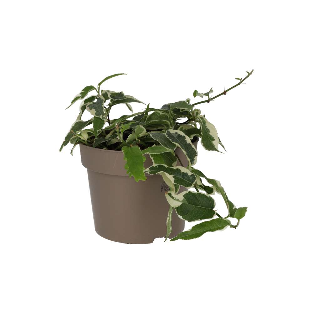Large Leaf Creeping Fig 'Variegated' (Ficus radicans)