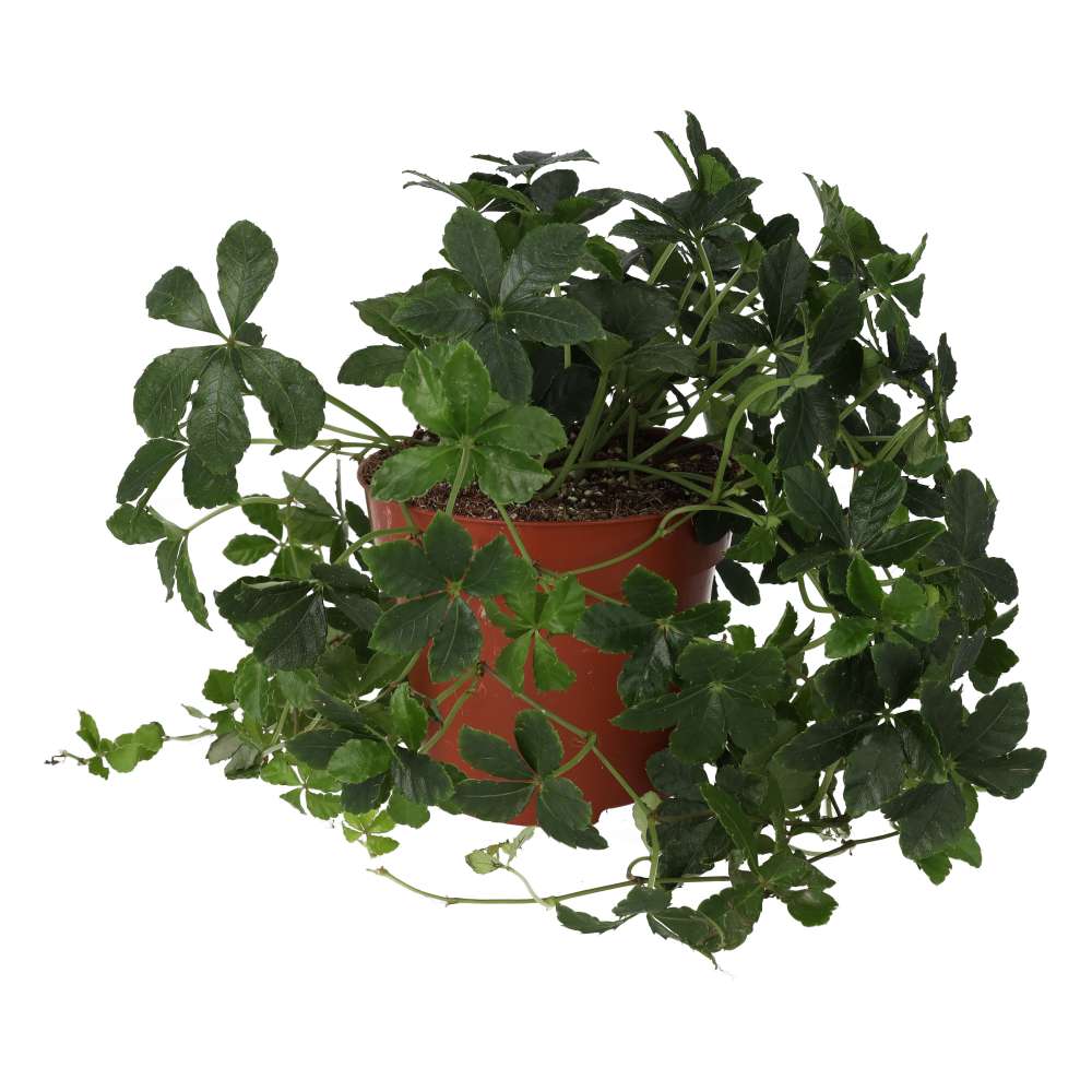 Sugar Vine (Cissus striata)