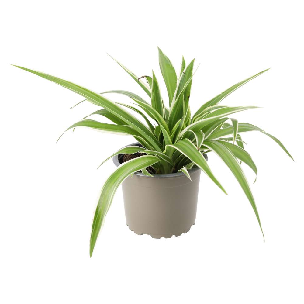 Spider Plant (Chlorophytum comosum)