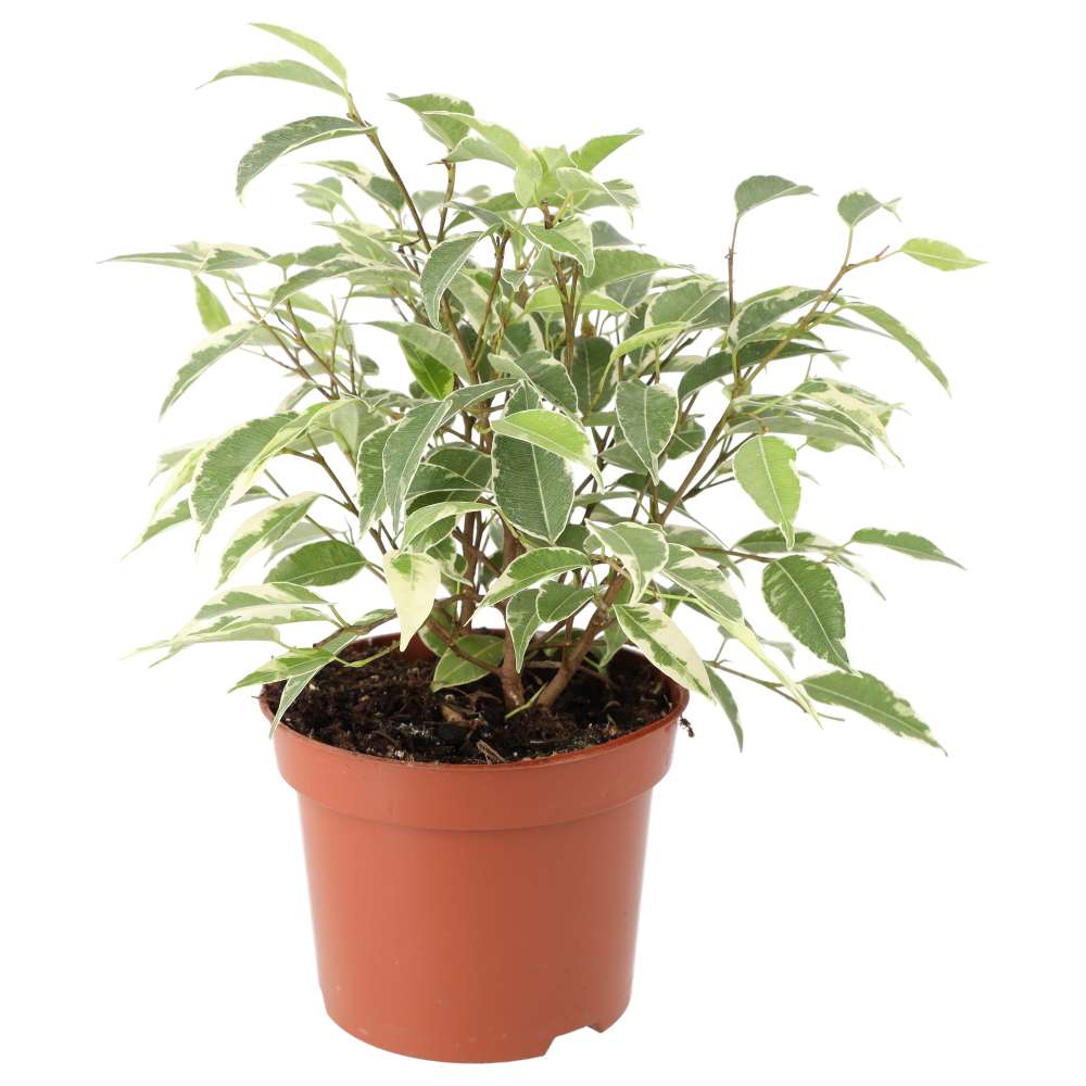 Weeping Fig 'Variegated' (Ficus benjamina)