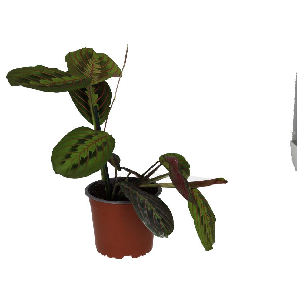 Prayer Plant 'Tricolour'