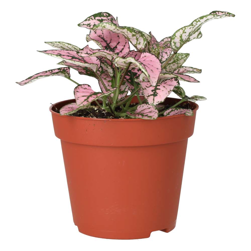 Polka Dot Plant (Hypoestes sp.)