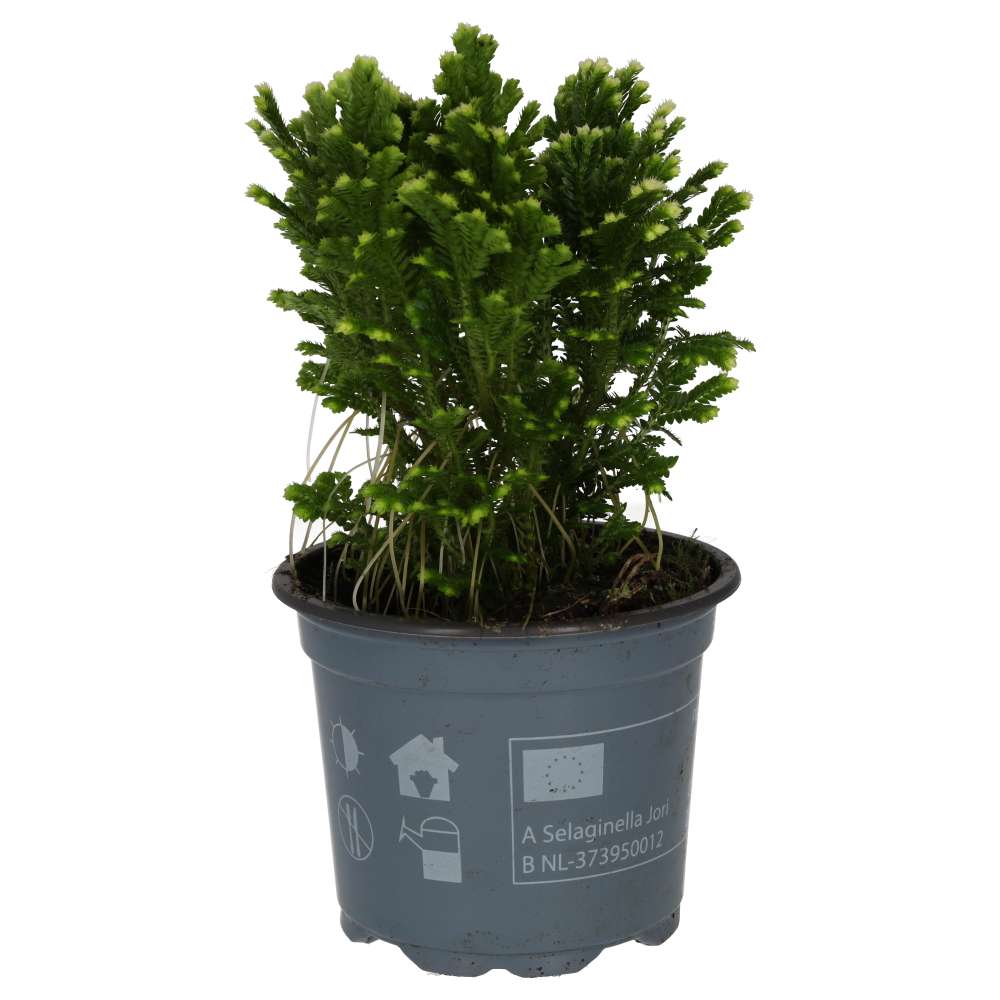 Spike Moss (Selaginella sp.)