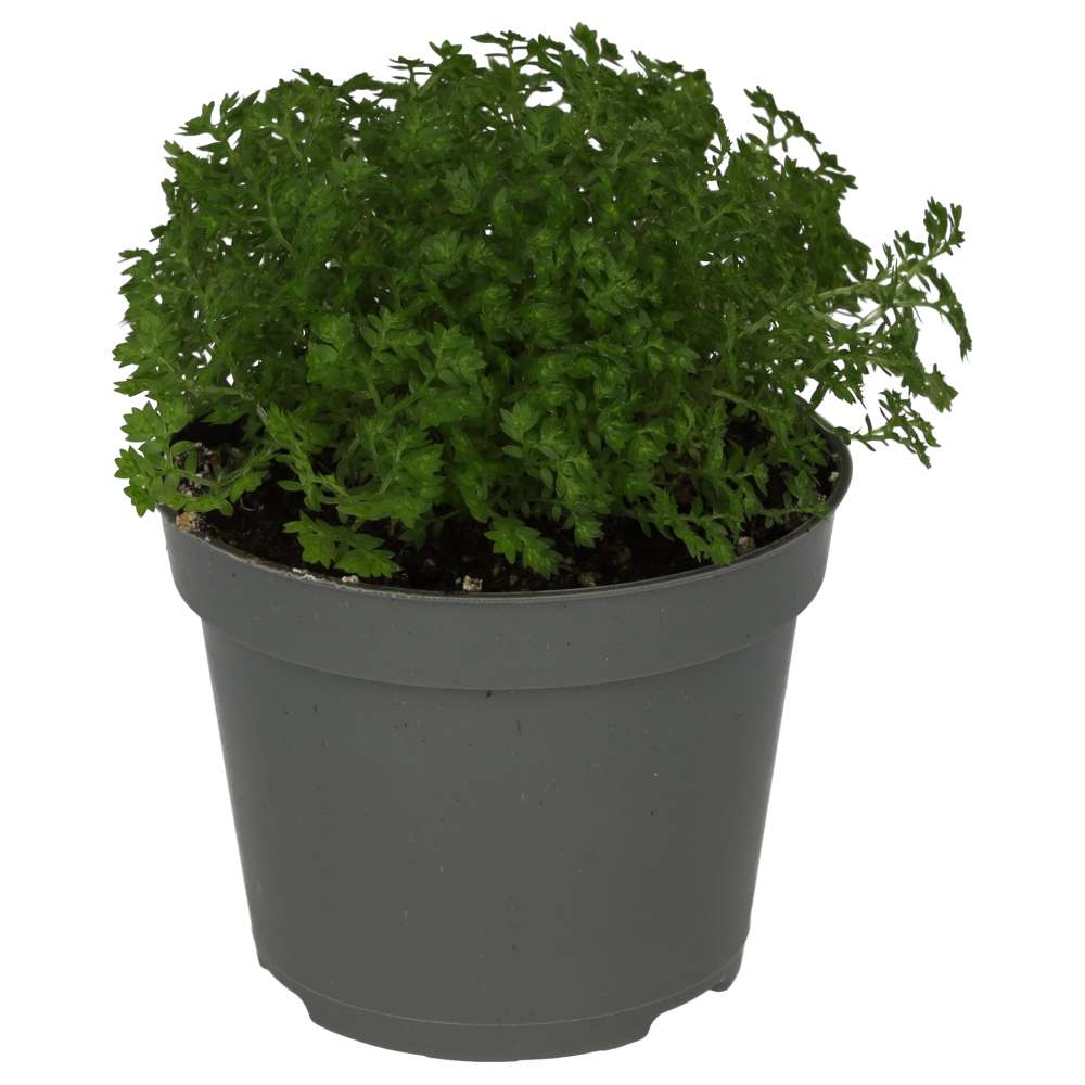 Meadow Spikemoss (Selaginella apoda)