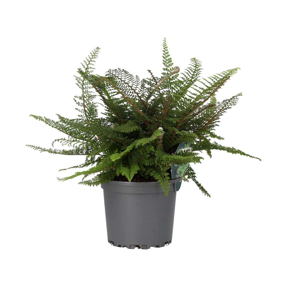 ProRep Philodendron campii Live Tropical Plant (Large)