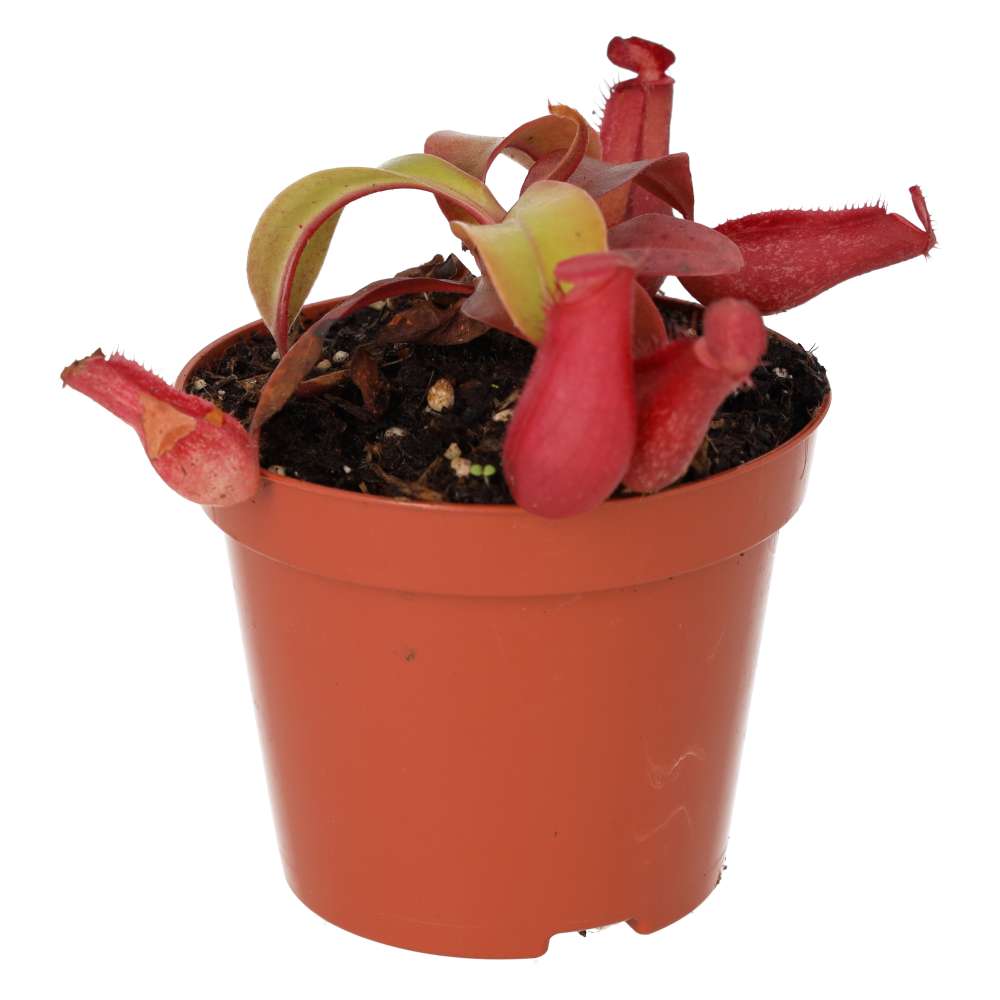 Monkey Cups (Nepenthes sp.)