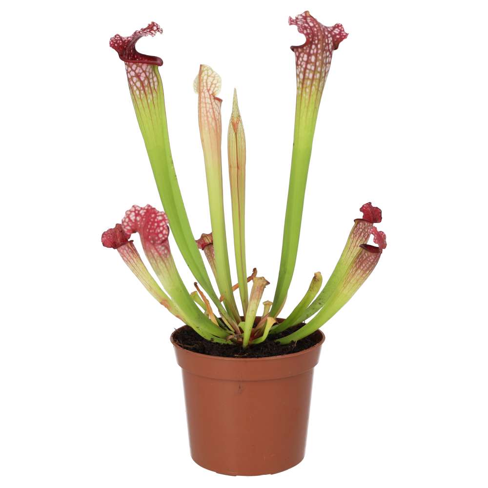 Trumpet Pitcher Plant 'Fiona' (Sarracenia sp.)