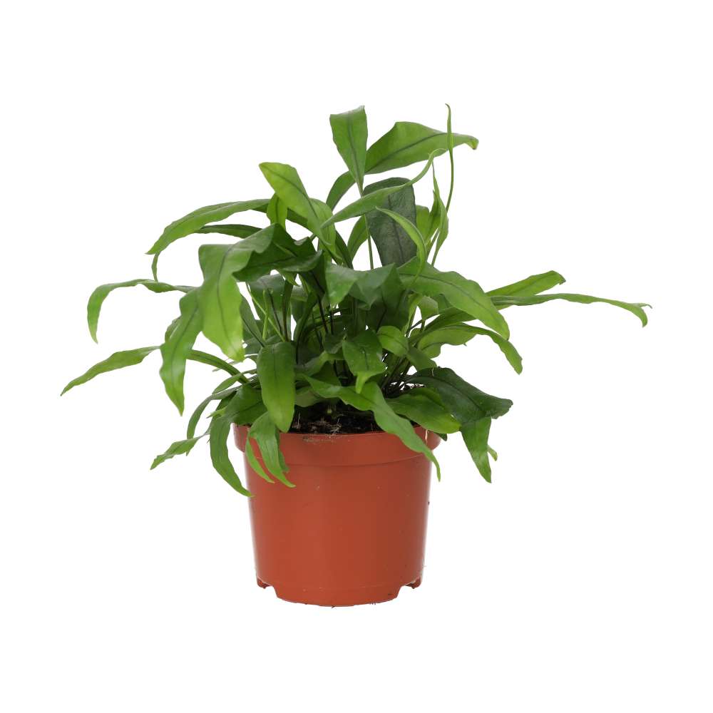 Kangaroo Fern (Microsorum diversifolium)