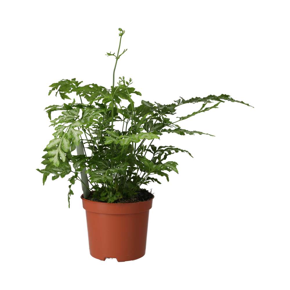 Brake Fern (Pteris sp.)