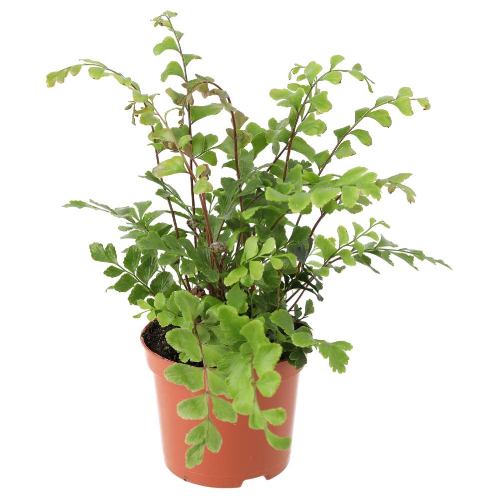 Maidenhair Tree Fern (Didymochlaena truncatula)