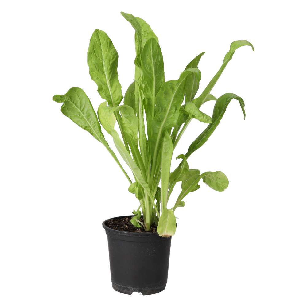 Live Food Plant Wild Chicory