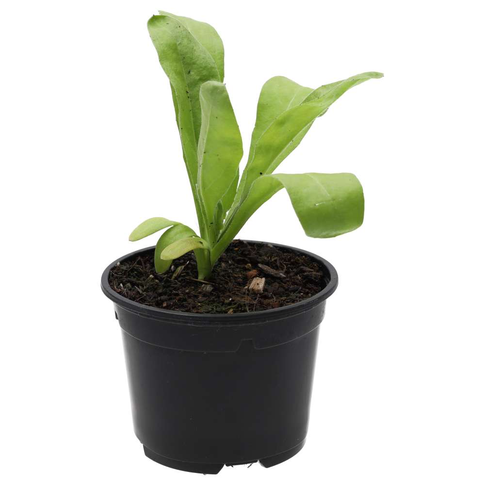 Live Food Plant Marigold (10cm pot)