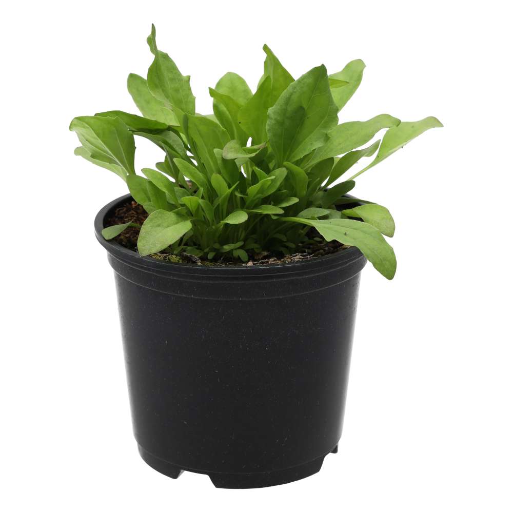 Live Food Plant Broadleaf Plantain
