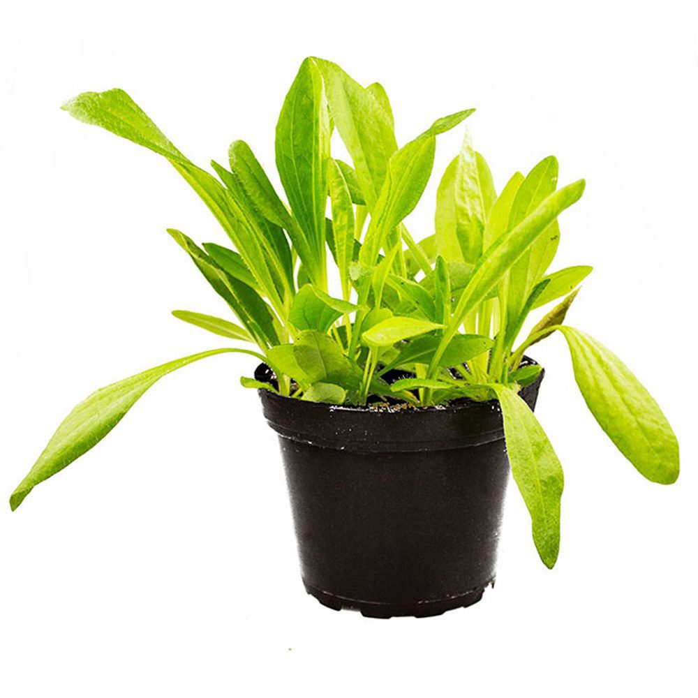 Live Food Plant Plantain