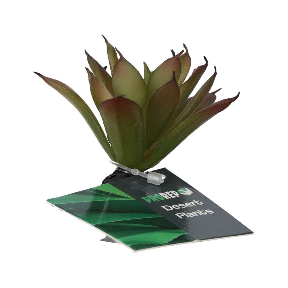 ProRep Artificial Aeonium Plant