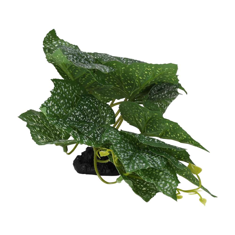 ProRep Terrestrial Begonia Polka Dot