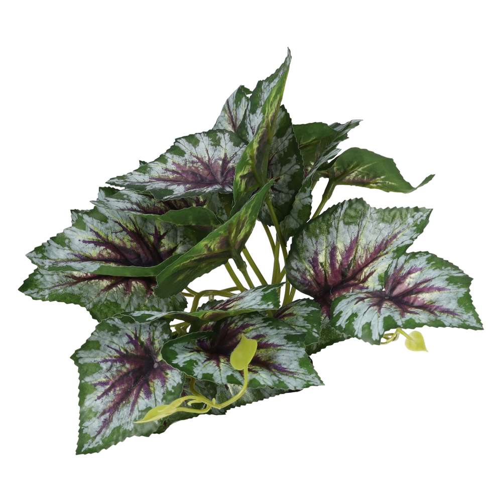 ProRep Terrestrial Begonia Silver Spirit
