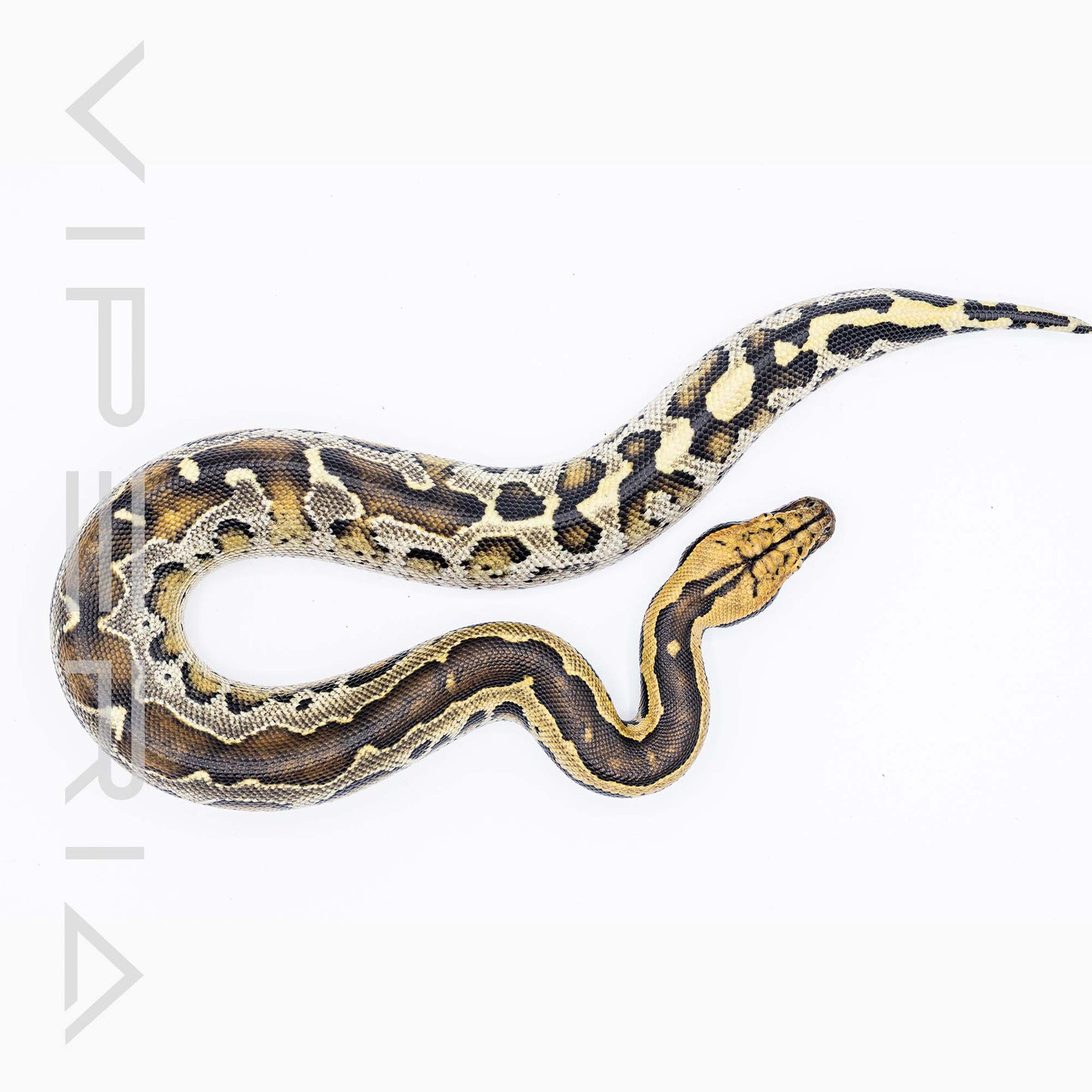 Short Tail Python