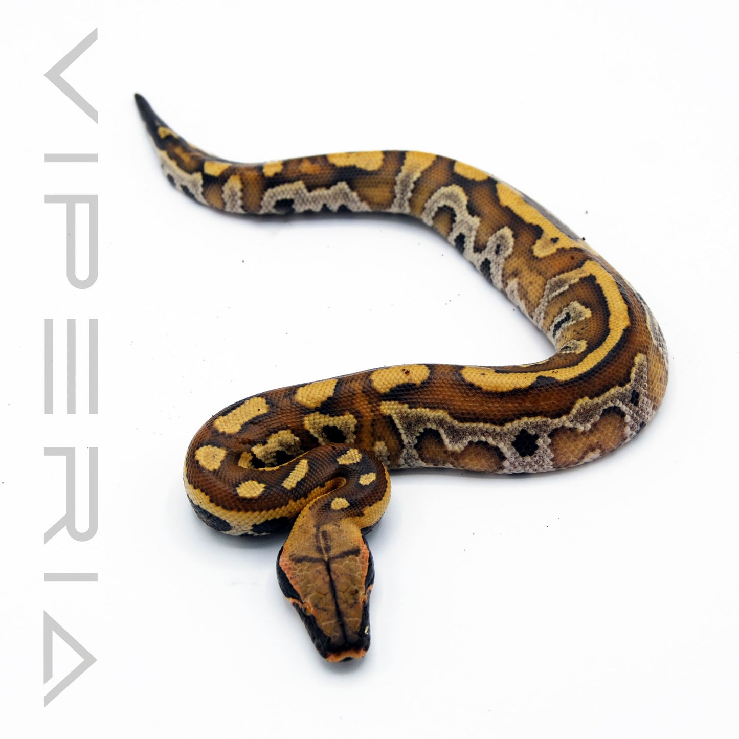 Bangka Red Blood Python