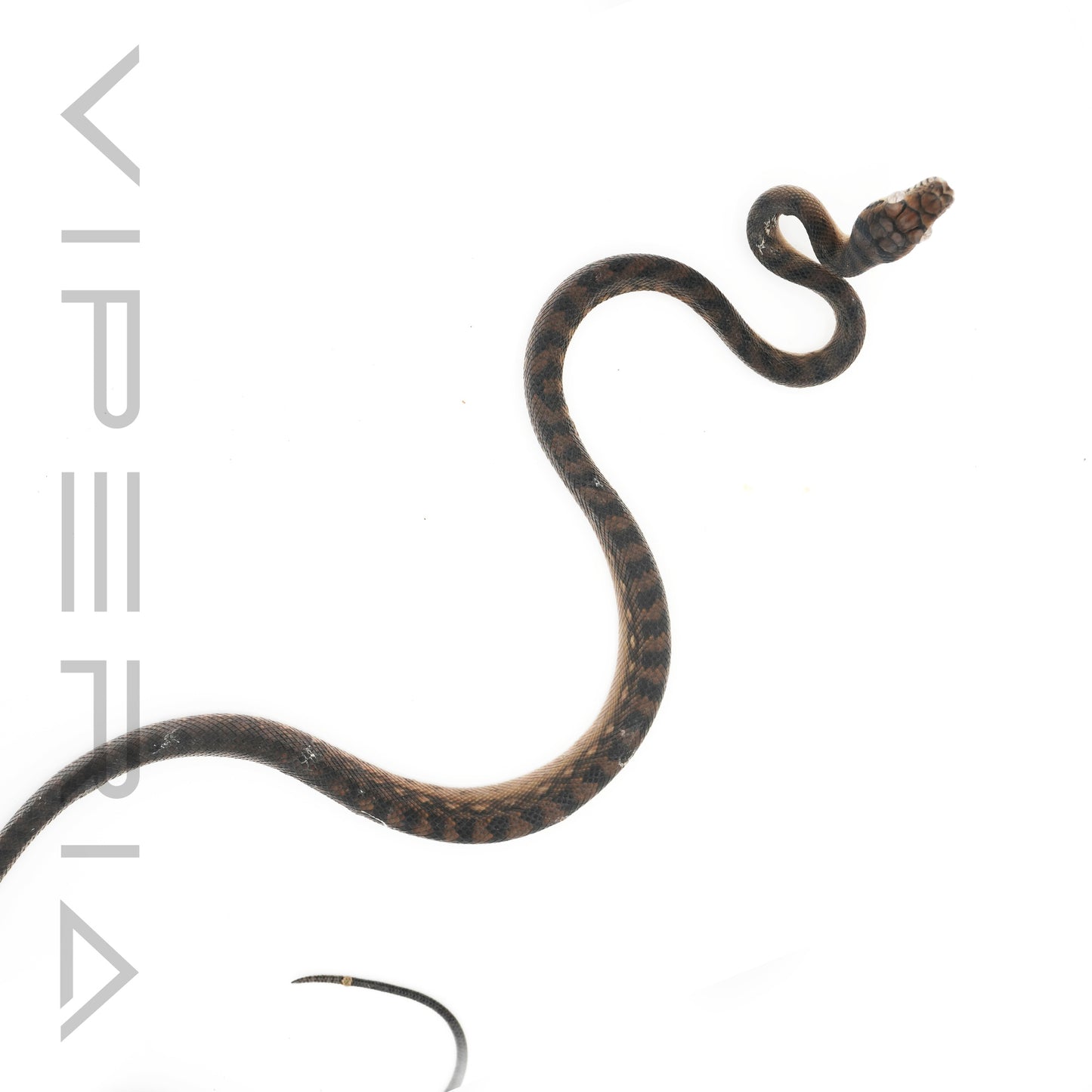 Sorong Scrub Python