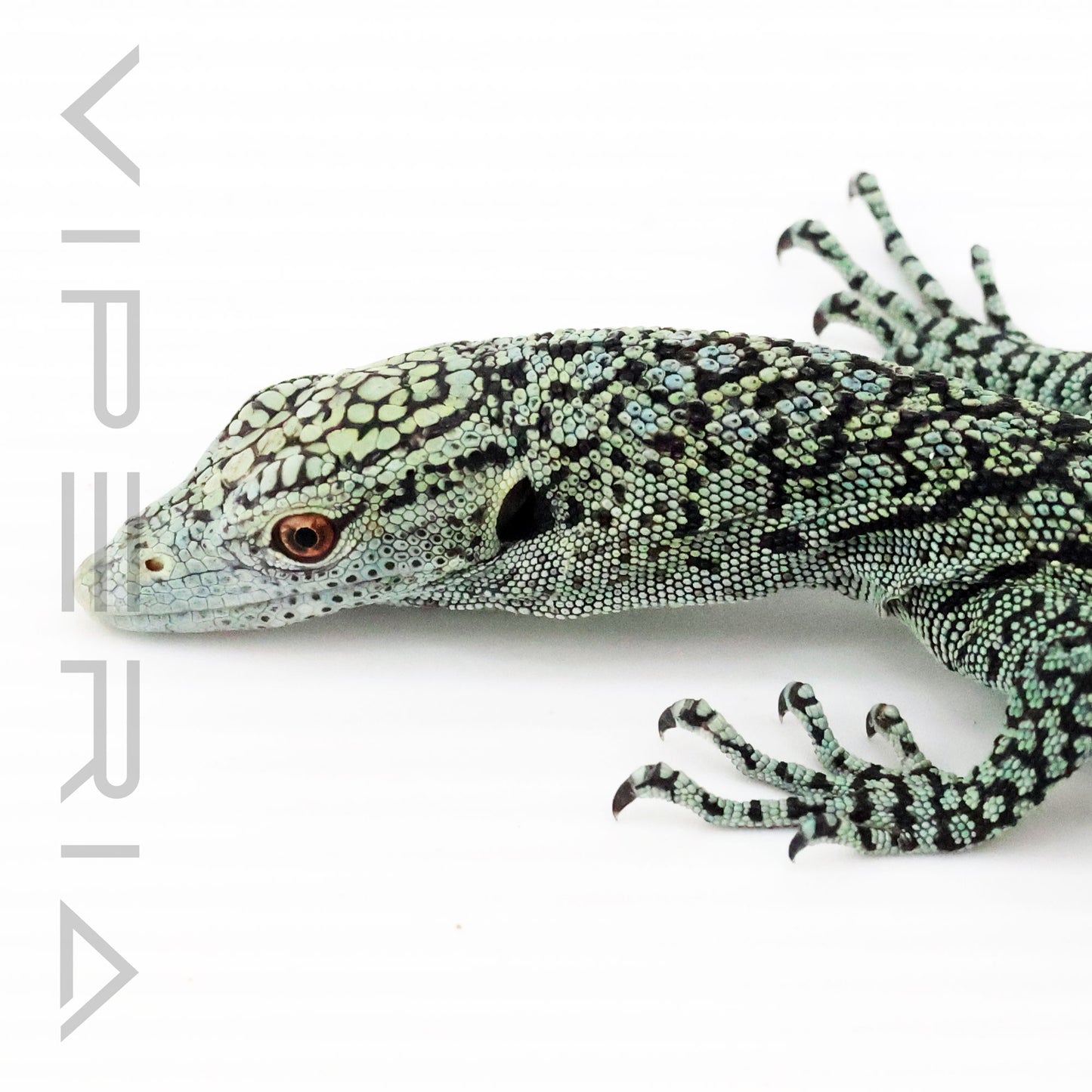 Biak Tree Monitor