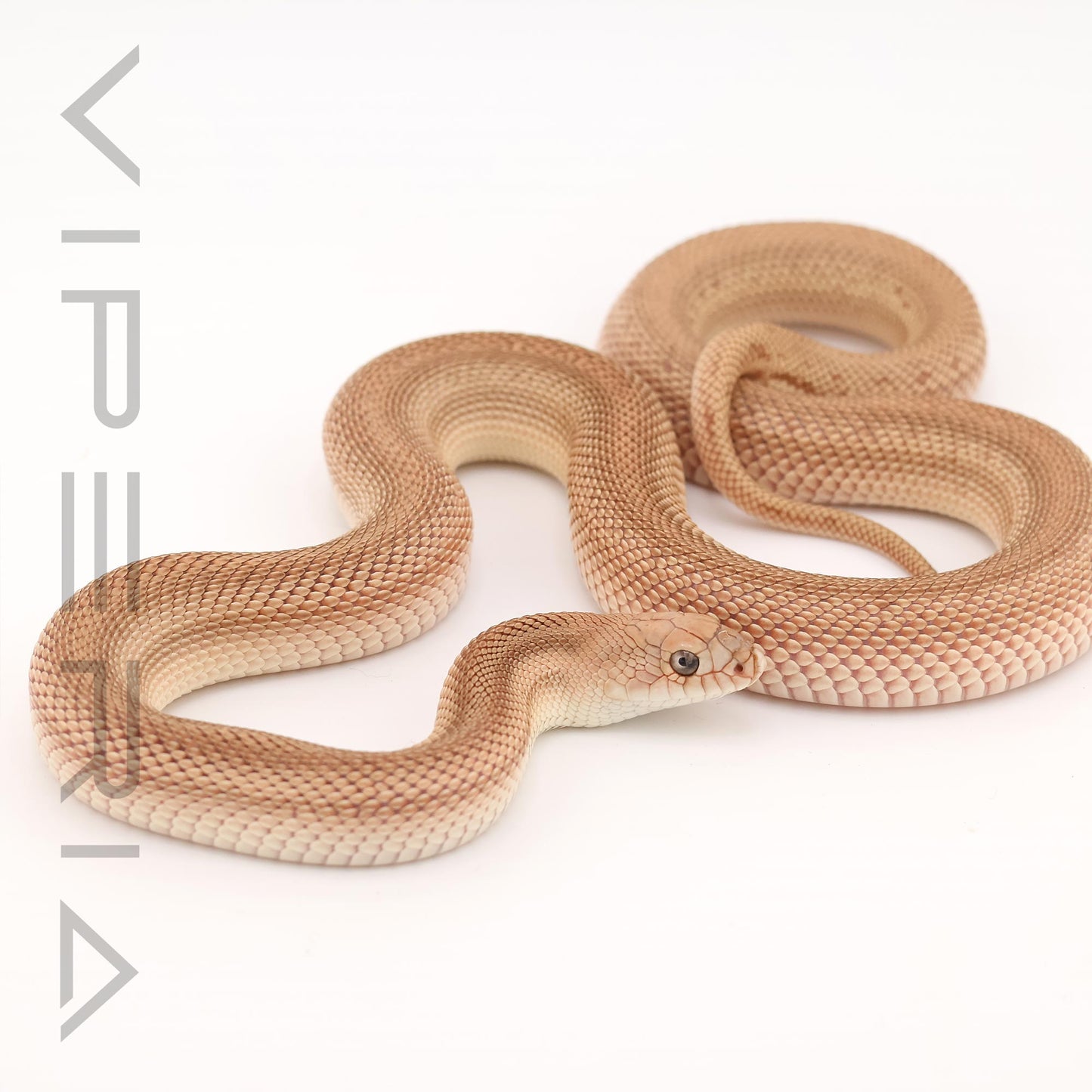 Southern Pine Snake