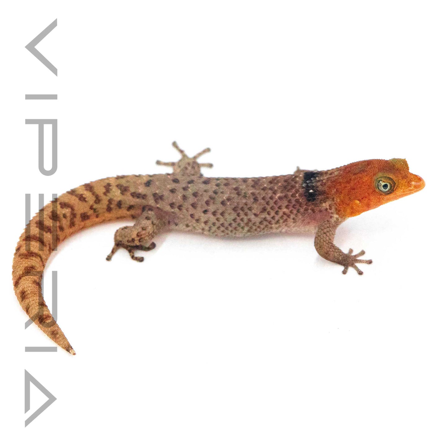 Isla Vieques Dwarf Gecko
