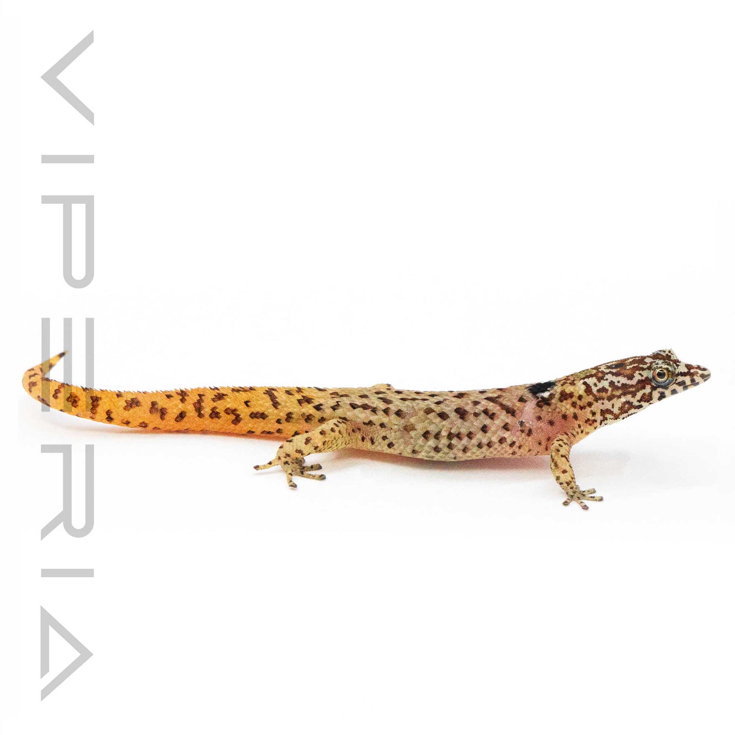 Large Scale Least Gecko