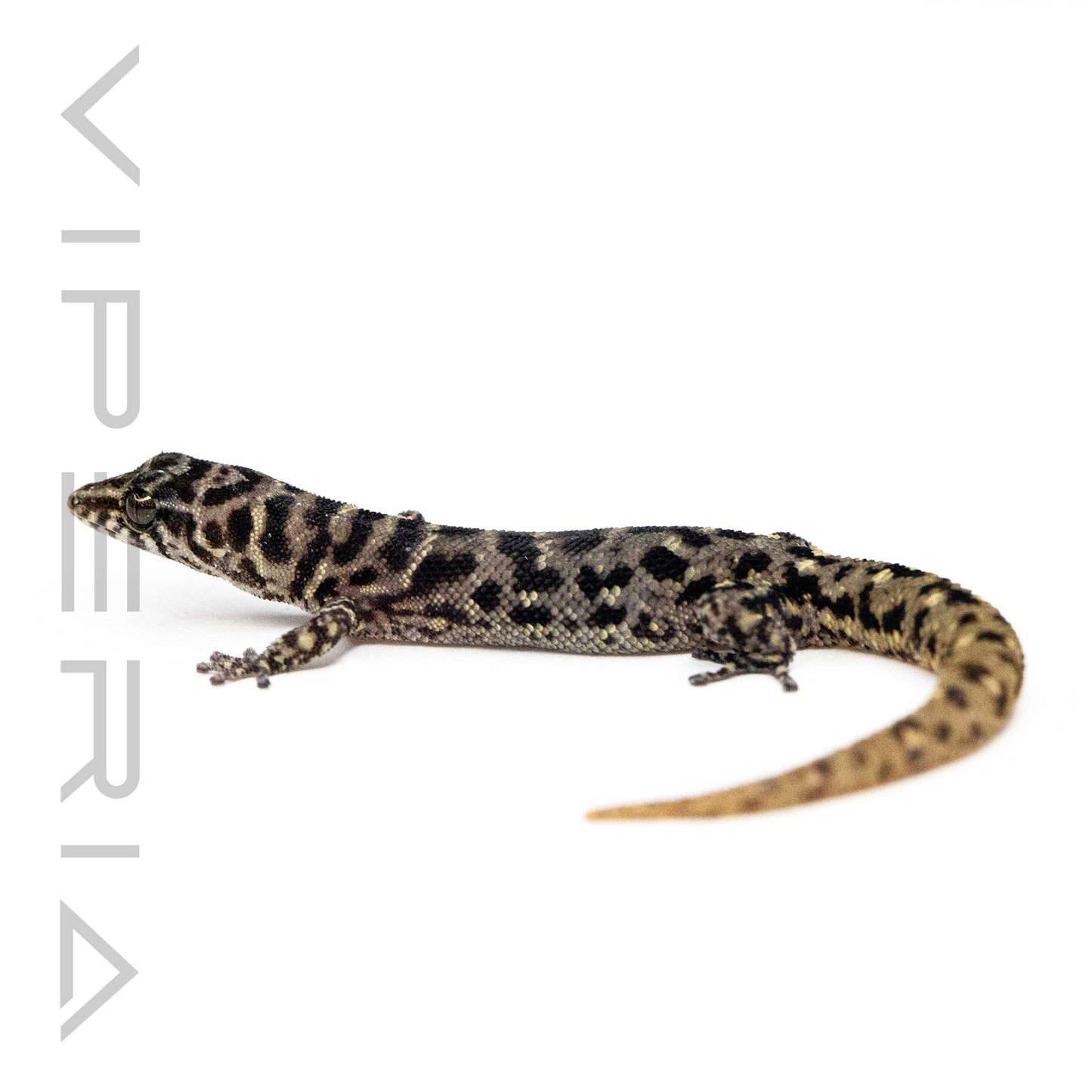 Island Least Gecko
