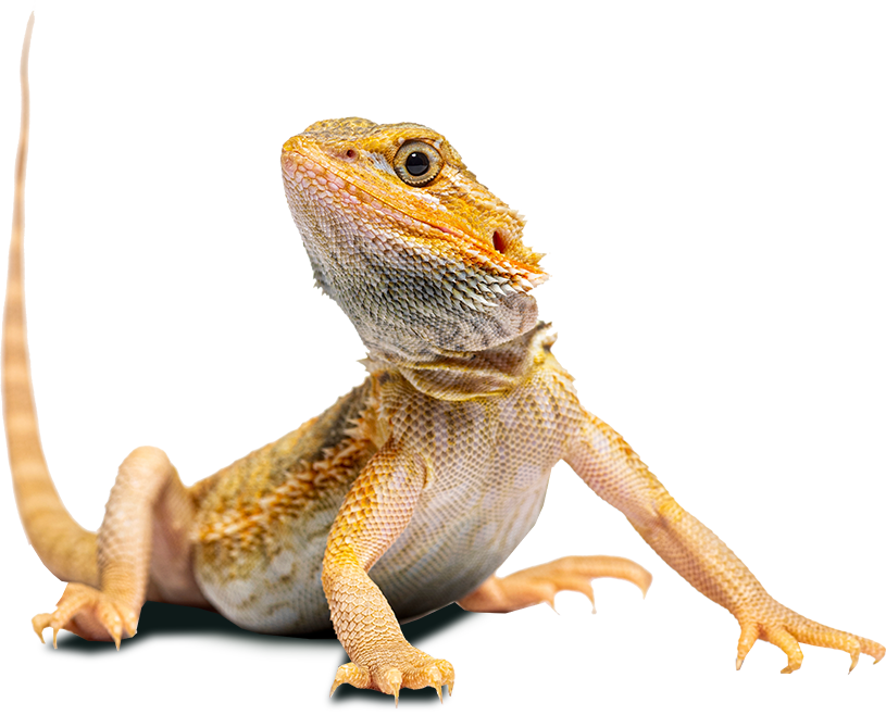 Bearded Dragon Vivarium Setup: A practical Guide