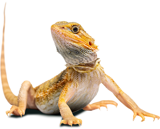 Bearded Dragon Vivarium Setup: A practical Guide