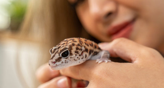 The Ultimate Beginner’s Guide to Reptile Keeping in the UK