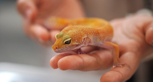 Ethical Reptile Buying: What Every Responsible Keeper Should Know
