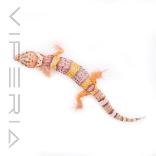 Leopard Gecko Vivarium Setup: What You Need to Know