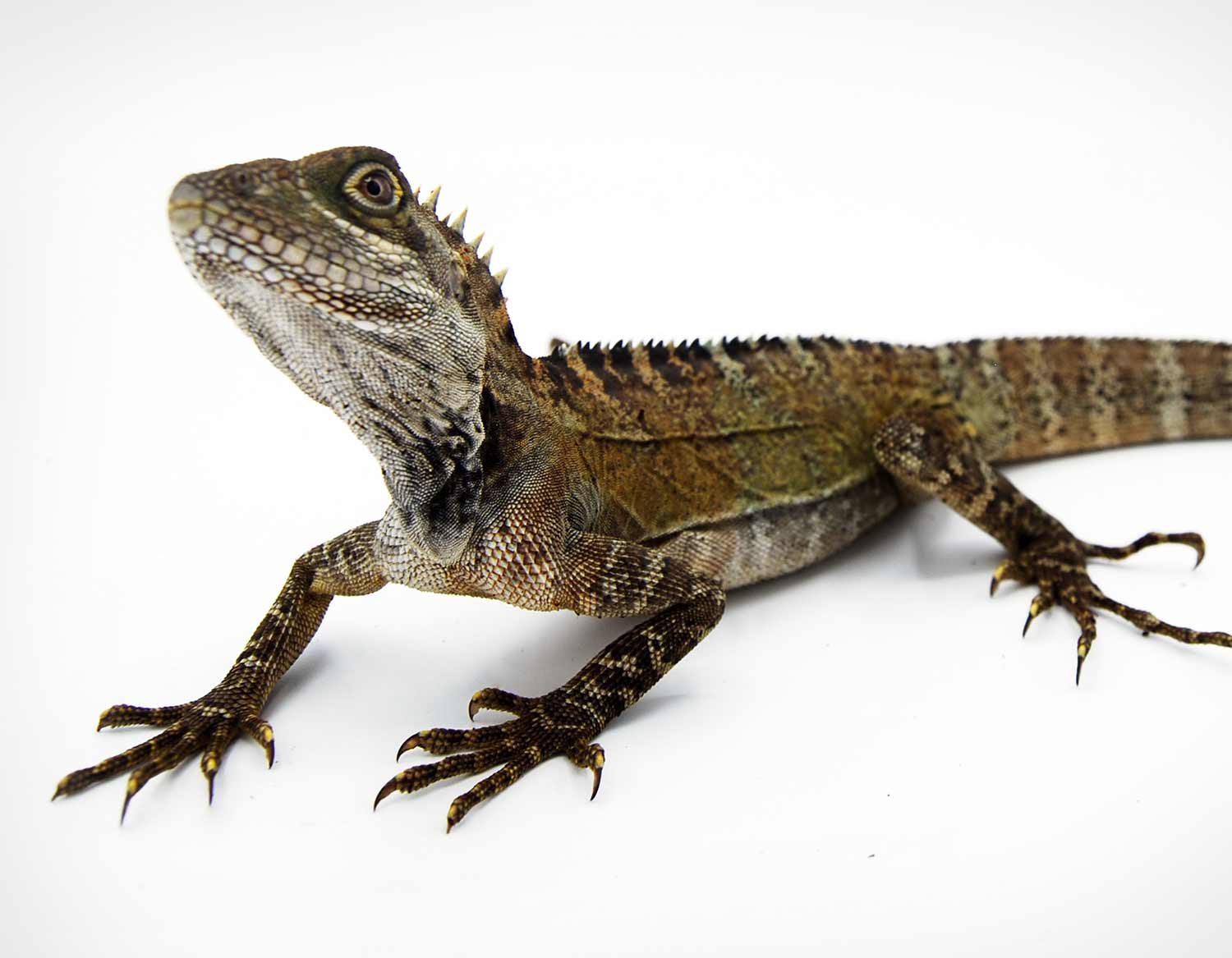 Lizards for Sale – Viperia UK