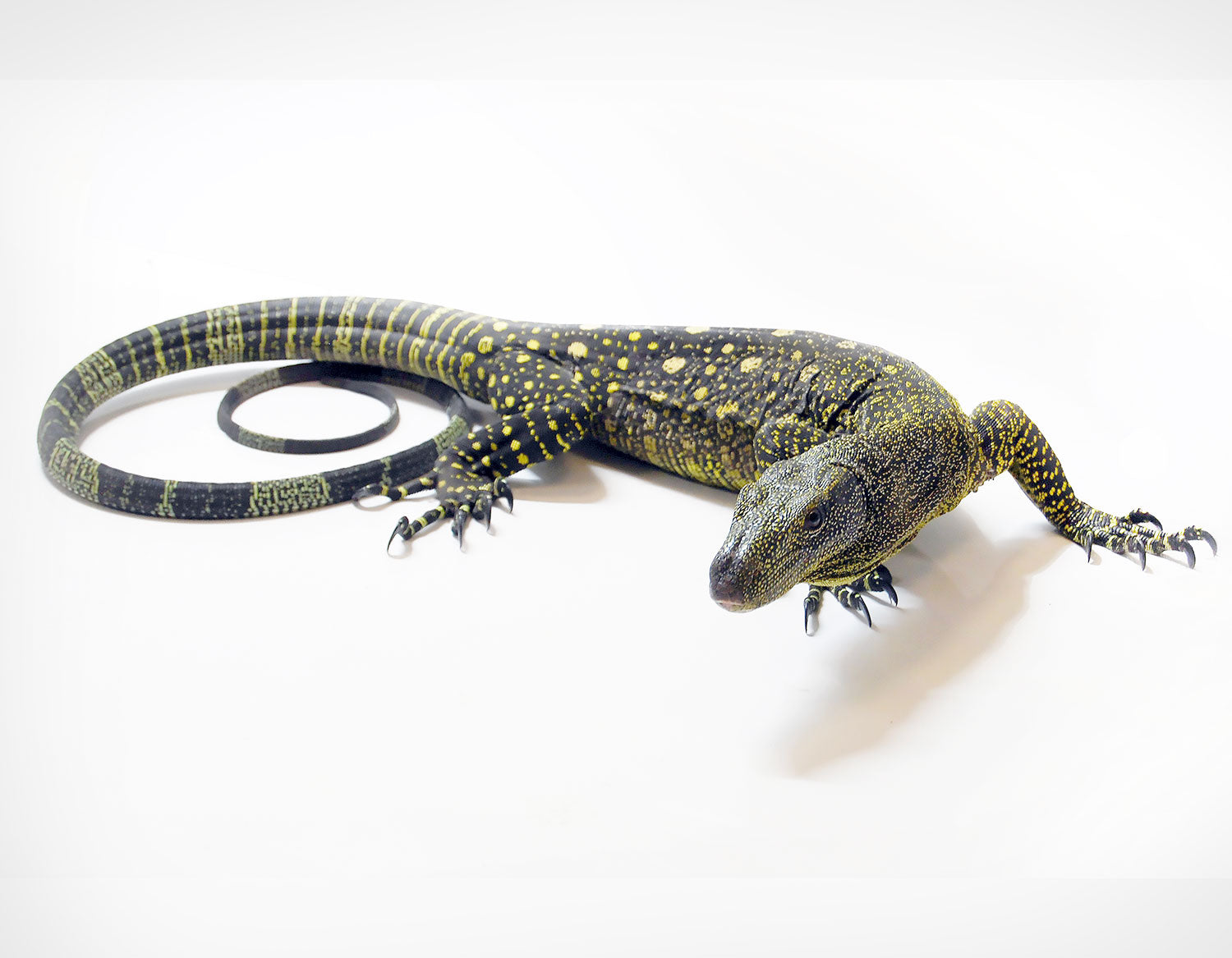 Monitor Lizards for Sale – Viperia UK