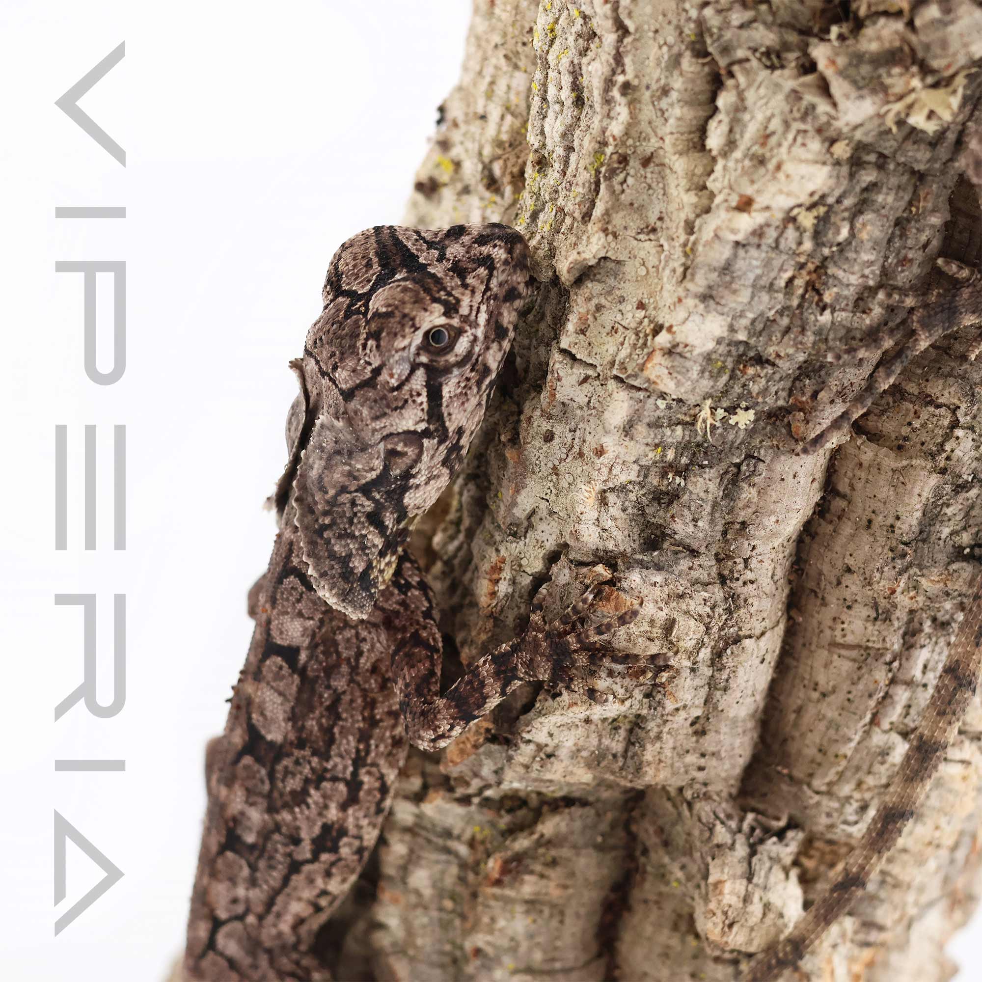Frilled-Neck Dragon – Viperia UK
