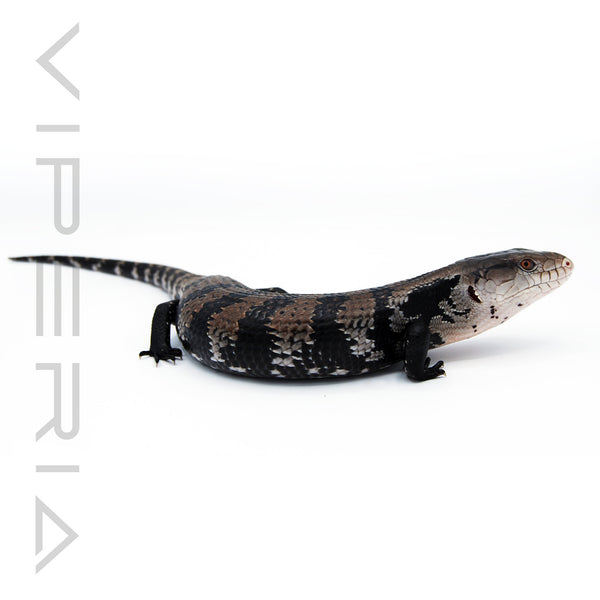 Blue Tongue Skink