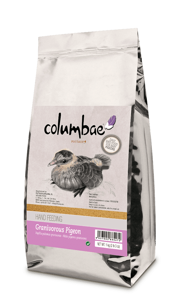 Columbae Pigeon Granivorous Hand Feeding