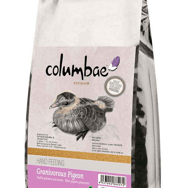 Columbae Pigeon Granivorous Hand Feeding