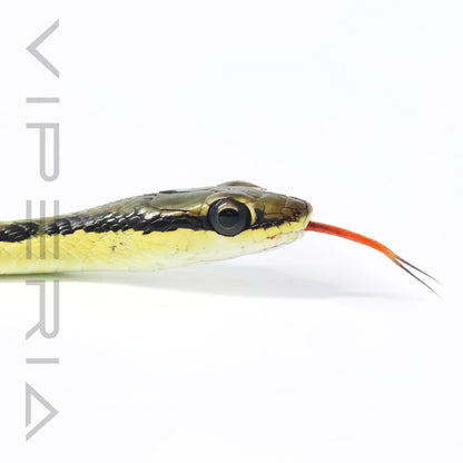 Common Bronzeback