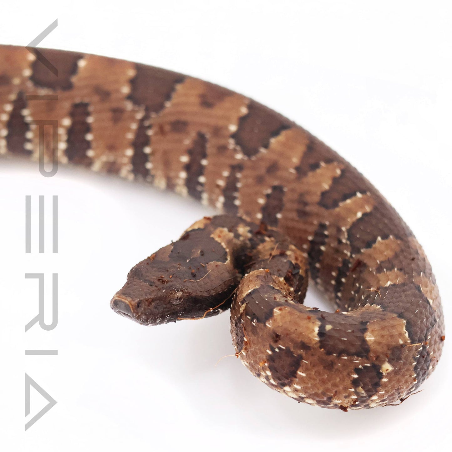 Viper Boa