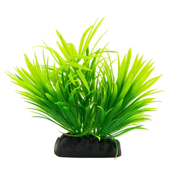 AquaSpectra Helanthium Plant 10cm