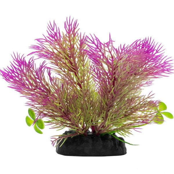 AquaSpectra Ceratopteris Plant Purple 10cm