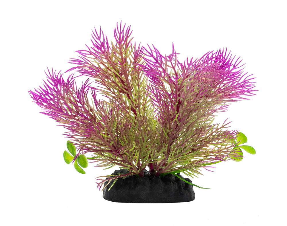 AquaSpectra Ceratopteris Plant Purple 10cm